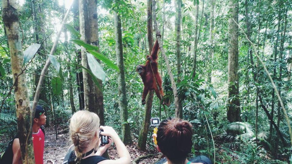 Orangutantreksumatra & Lovely Jungle Lodge Only Book If You Are Treking With Us Bukit Lawang Exteriér fotografie