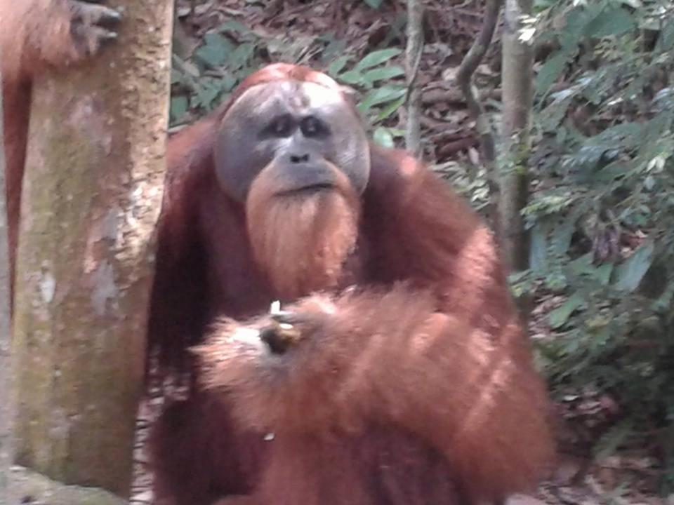 Orangutantreksumatra & Lovely Jungle Lodge Only Book If You Are Treking With Us Bukit Lawang Exteriér fotografie