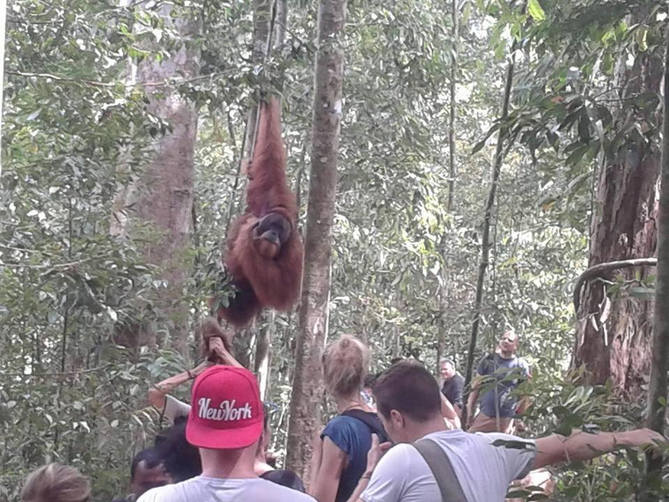 Orangutantreksumatra & Lovely Jungle Lodge Only Book If You Are Treking With Us Bukit Lawang Exteriér fotografie