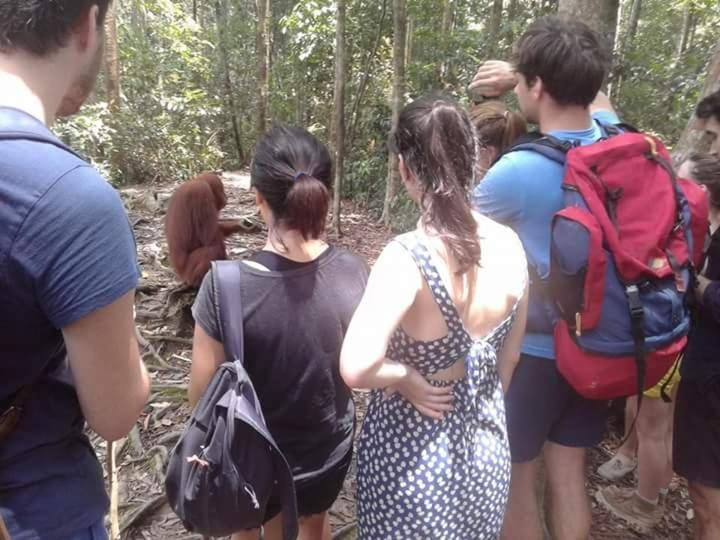 Orangutantreksumatra & Lovely Jungle Lodge Only Book If You Are Treking With Us Bukit Lawang Exteriér fotografie
