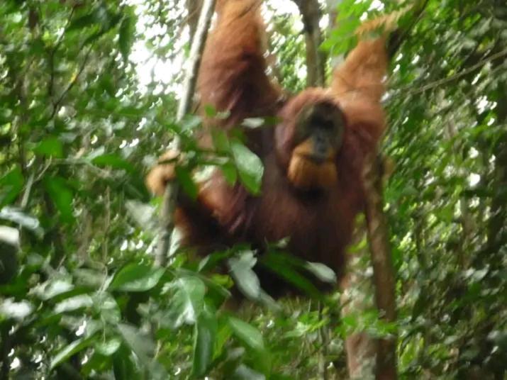 Orangutantreksumatra & Lovely Jungle Lodge Only Book If You Are Treking With Us Bukit Lawang Exteriér fotografie