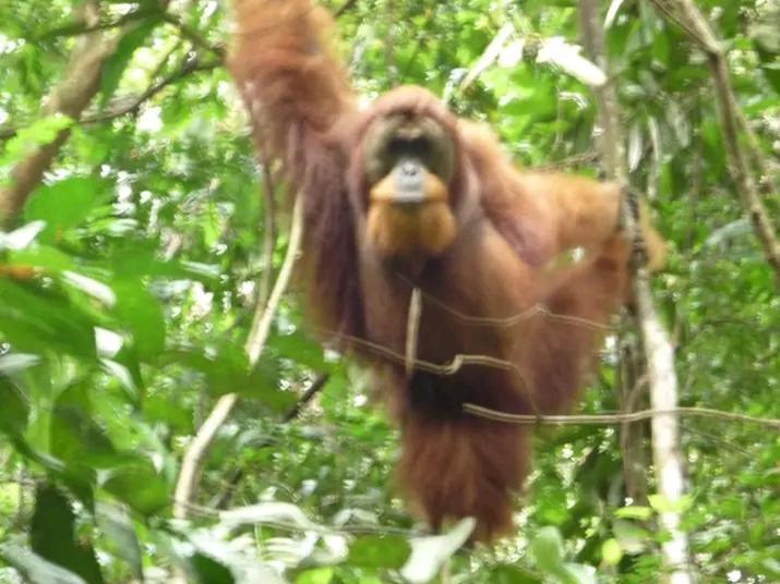 Orangutantreksumatra & Lovely Jungle Lodge Only Book If You Are Treking With Us Bukit Lawang Exteriér fotografie