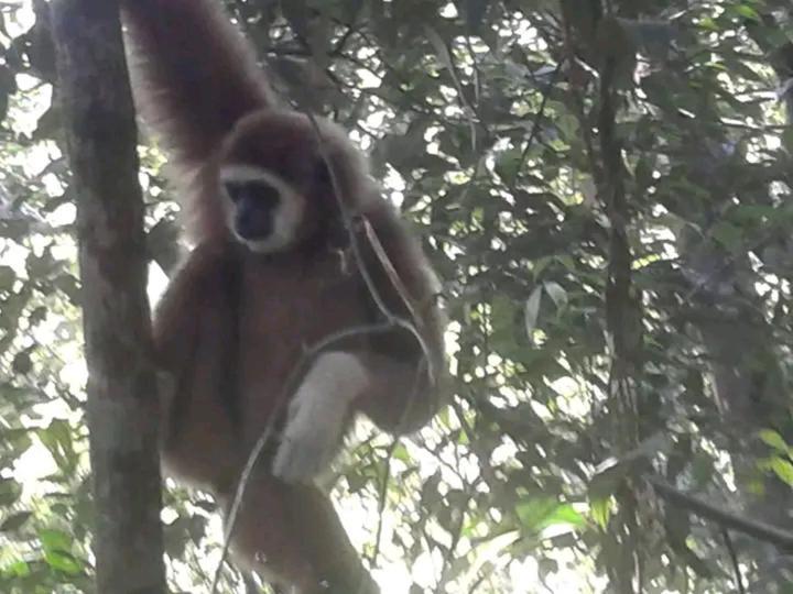 Orangutantreksumatra & Lovely Jungle Lodge Only Book If You Are Treking With Us Bukit Lawang Exteriér fotografie
