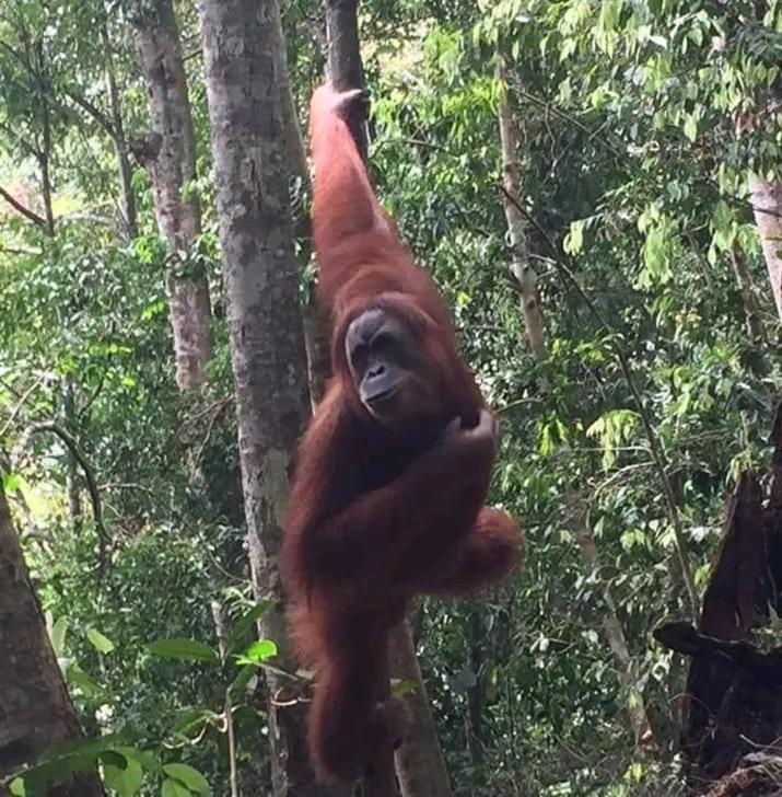Orangutantreksumatra & Lovely Jungle Lodge Only Book If You Are Treking With Us Bukit Lawang Exteriér fotografie