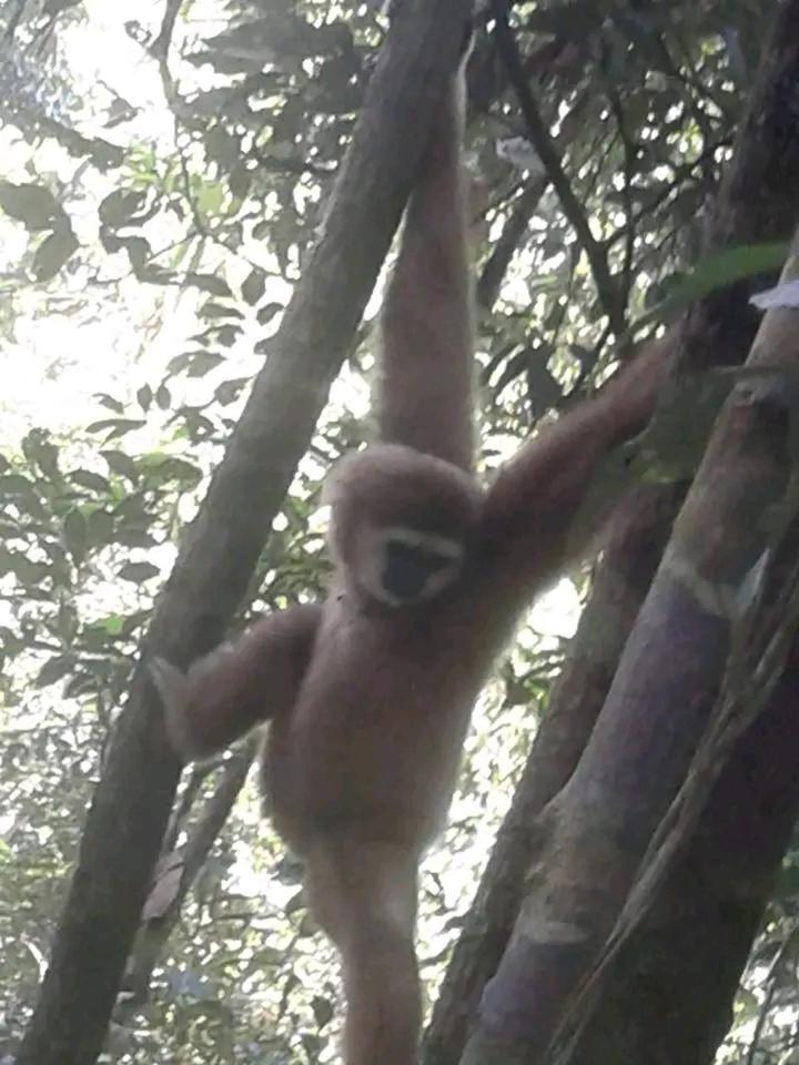 Orangutantreksumatra & Lovely Jungle Lodge Only Book If You Are Treking With Us Bukit Lawang Exteriér fotografie