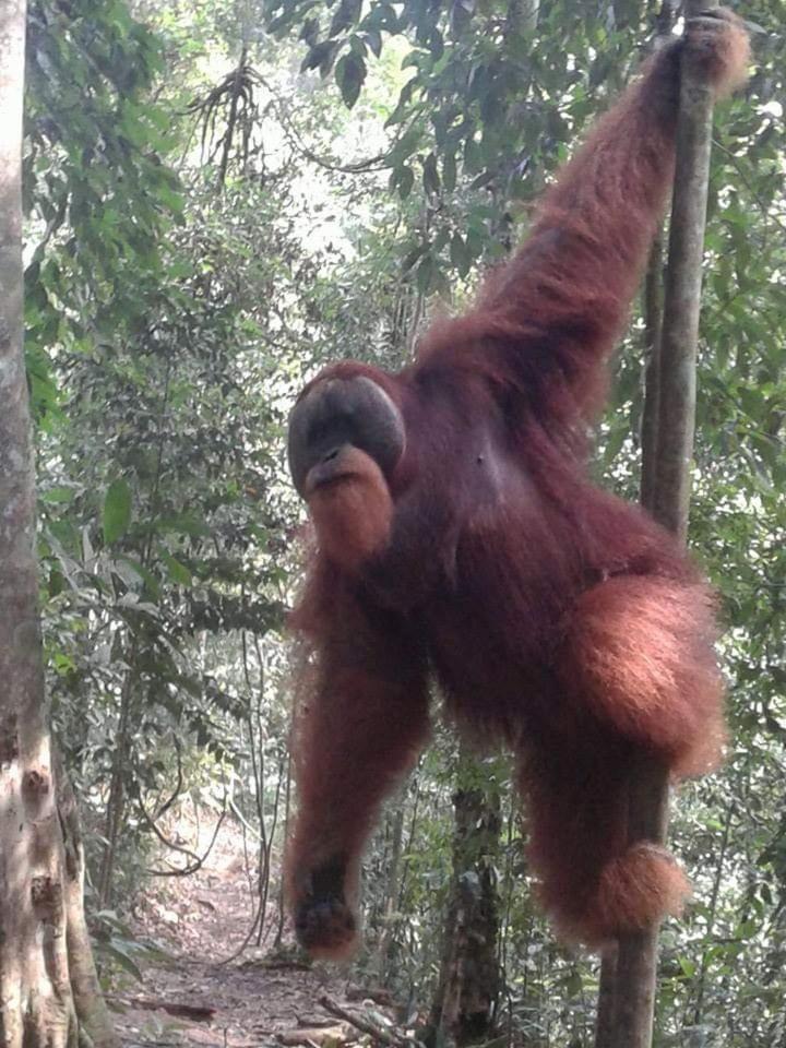 Orangutantreksumatra & Lovely Jungle Lodge Only Book If You Are Treking With Us Bukit Lawang Pokoj fotografie