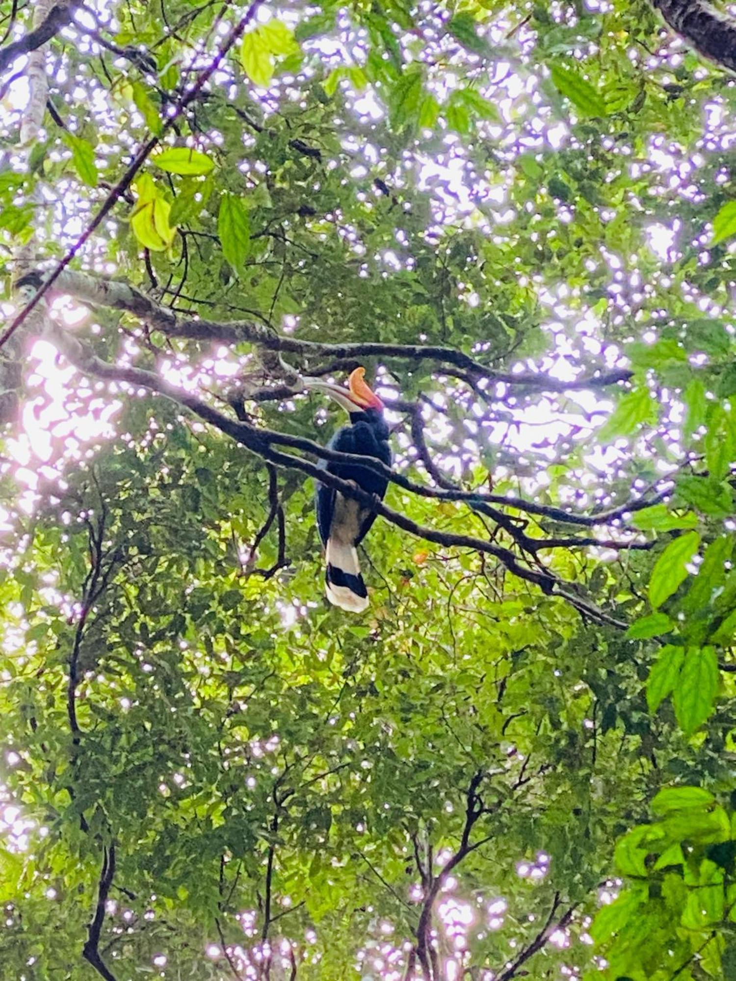 Orangutantreksumatra & Lovely Jungle Lodge Only Book If You Are Treking With Us Bukit Lawang Exteriér fotografie